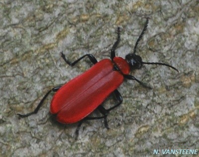 Pyrochroa coccinea